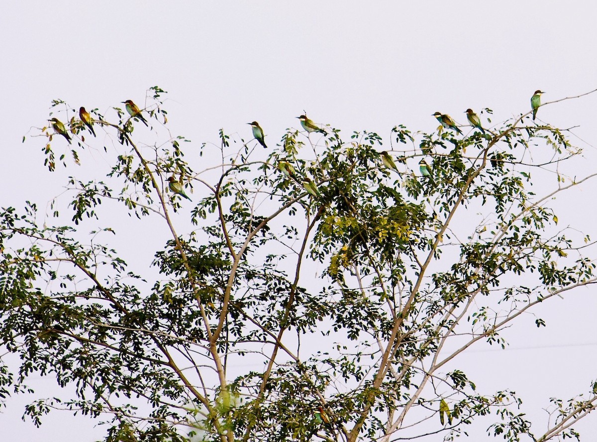 European Bee-eater - Rupashree Shivacharada