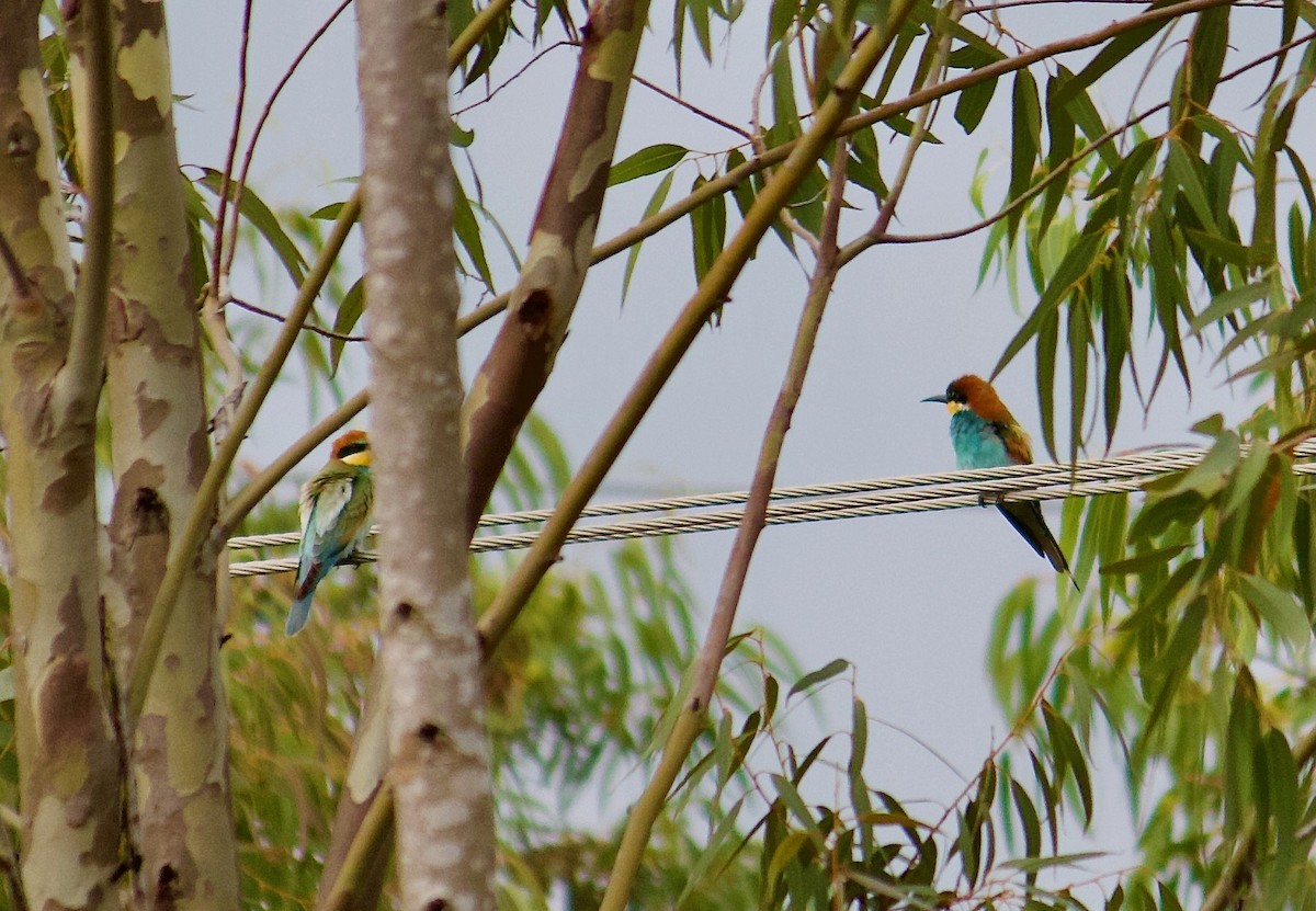 European Bee-eater - Rupashree Shivacharada