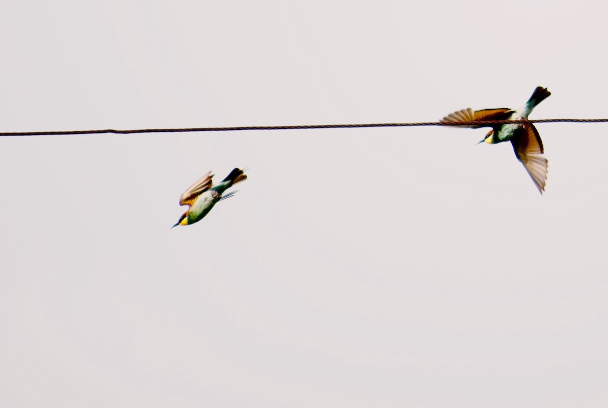 European Bee-eater - Rupashree Shivacharada