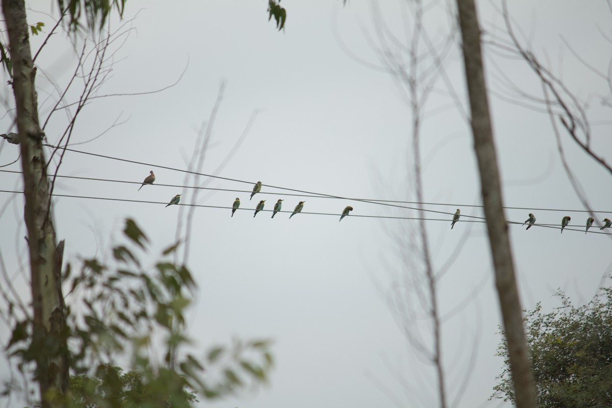 European Bee-eater - Rupashree Shivacharada
