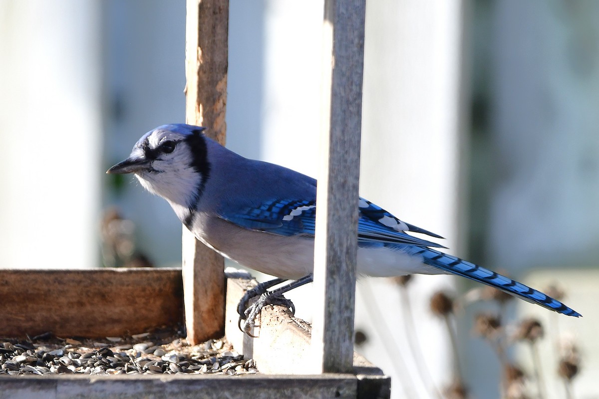 Blue Jay - ML644117021