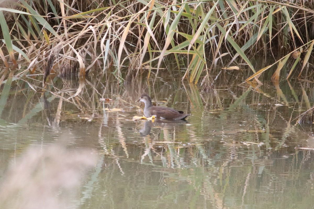 Gallinule d'Amérique - ML644117034