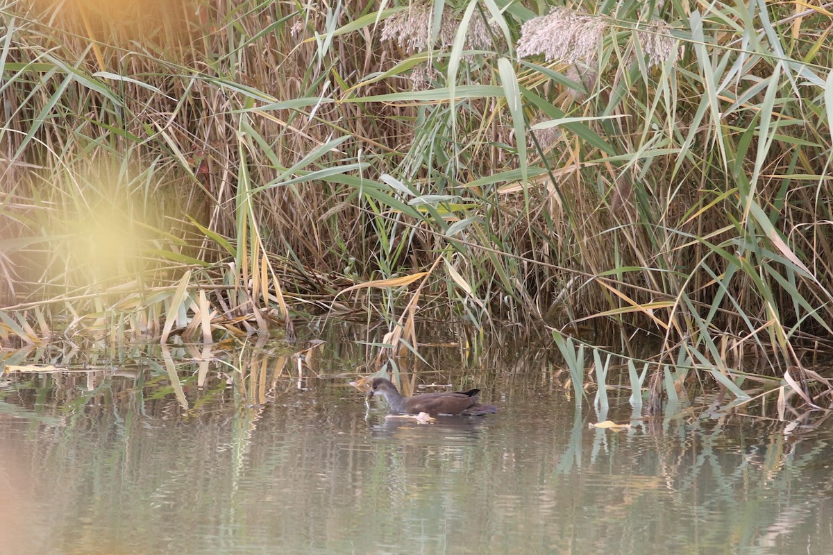 Gallinule d'Amérique - ML644117035