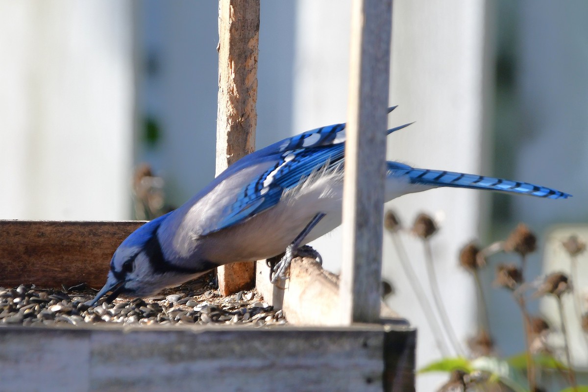 Blue Jay - ML644117056