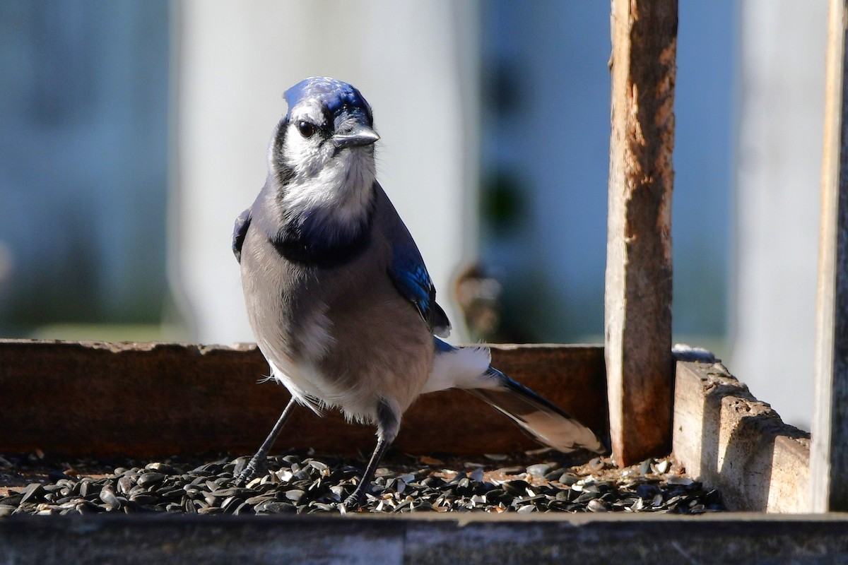 Blue Jay - ML644117076