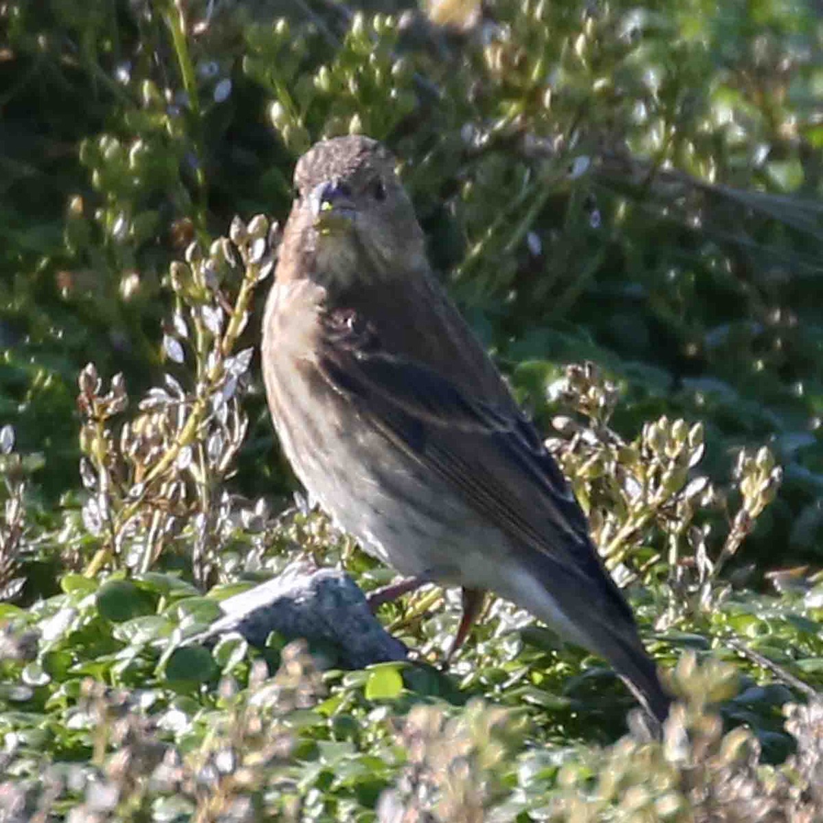 Common Rosefinch - ML644117082
