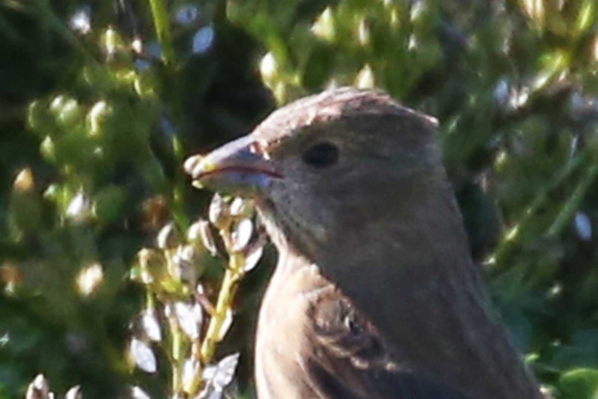 Common Rosefinch - ML644117083