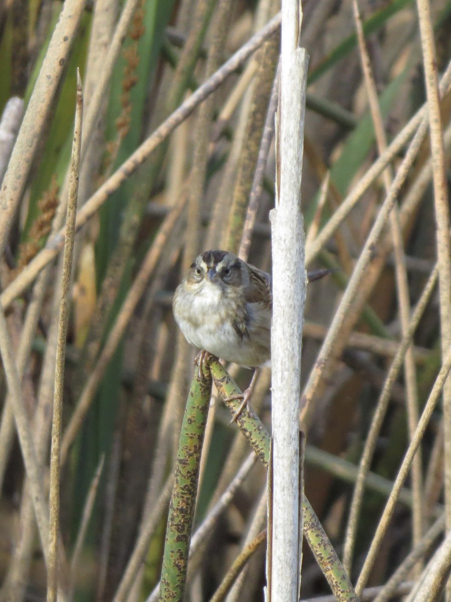 Swamp Sparrow - ML644117084