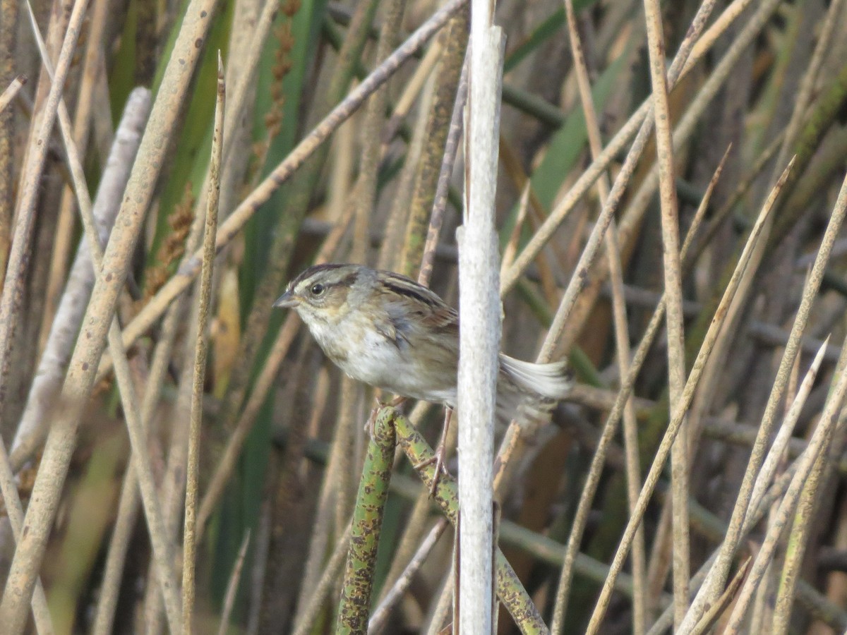 Swamp Sparrow - ML644117085