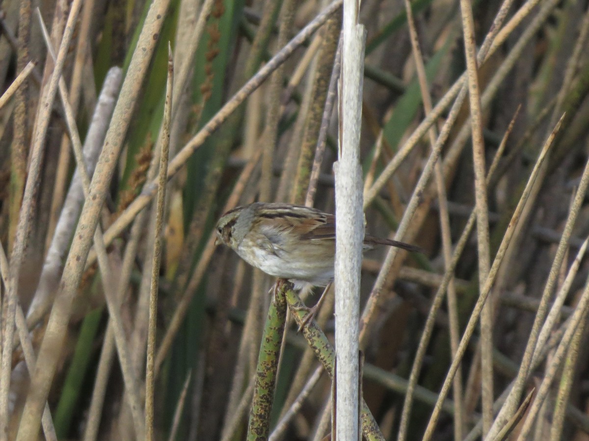Swamp Sparrow - ML644117086