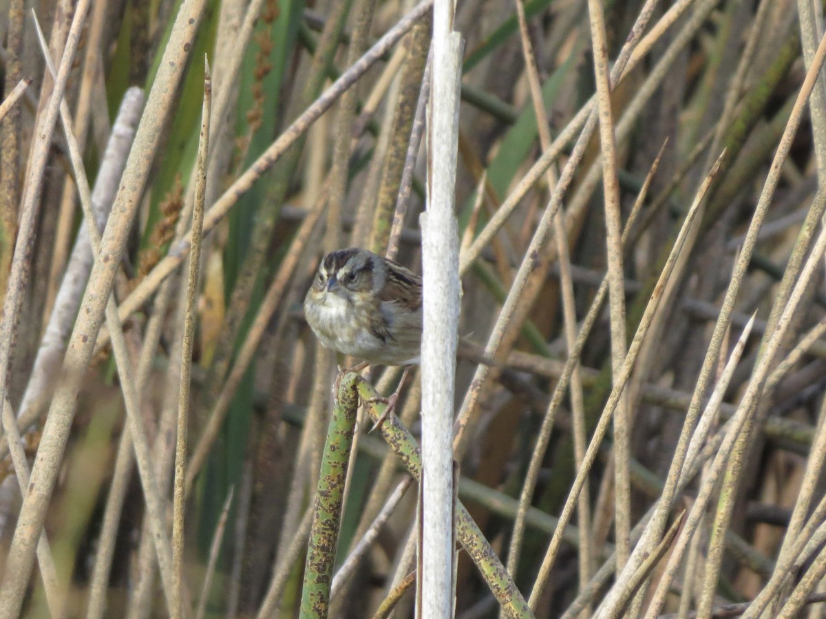 Swamp Sparrow - ML644117087