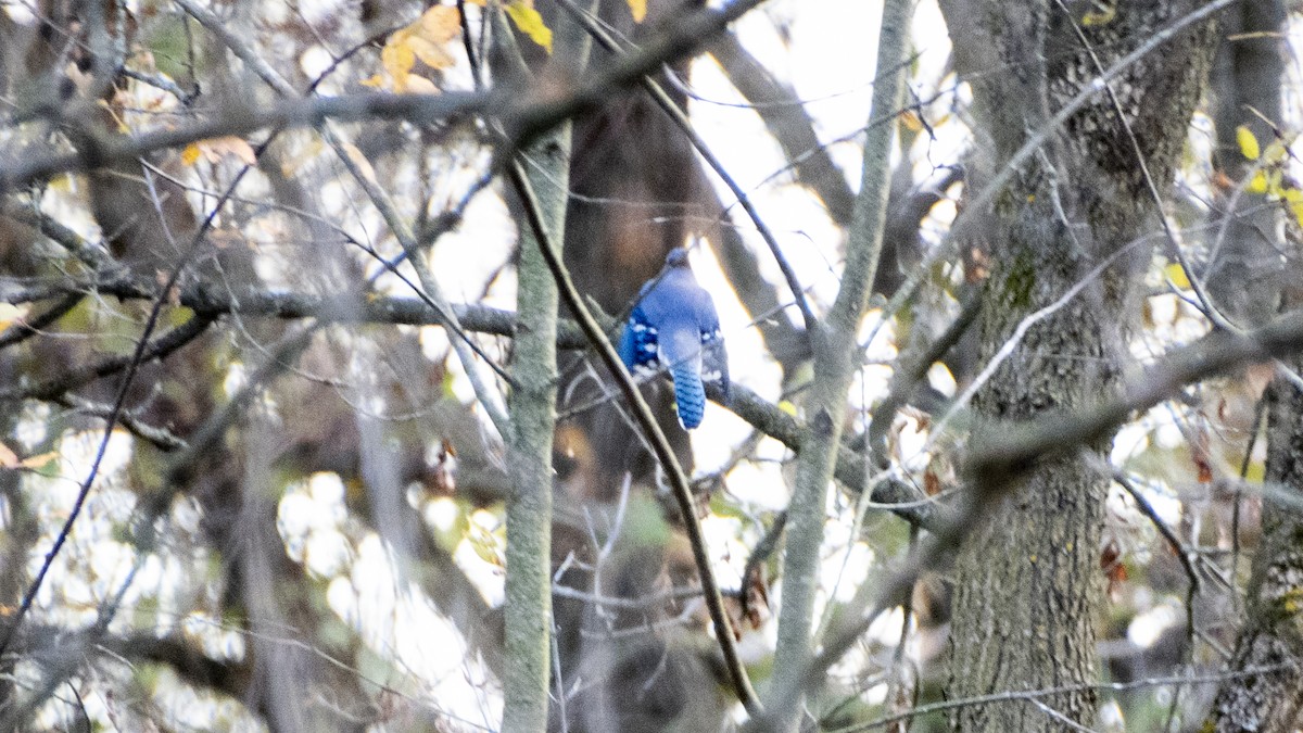 Blue Jay - ML644117093