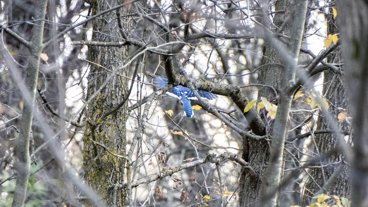 Blue Jay - ML644117094