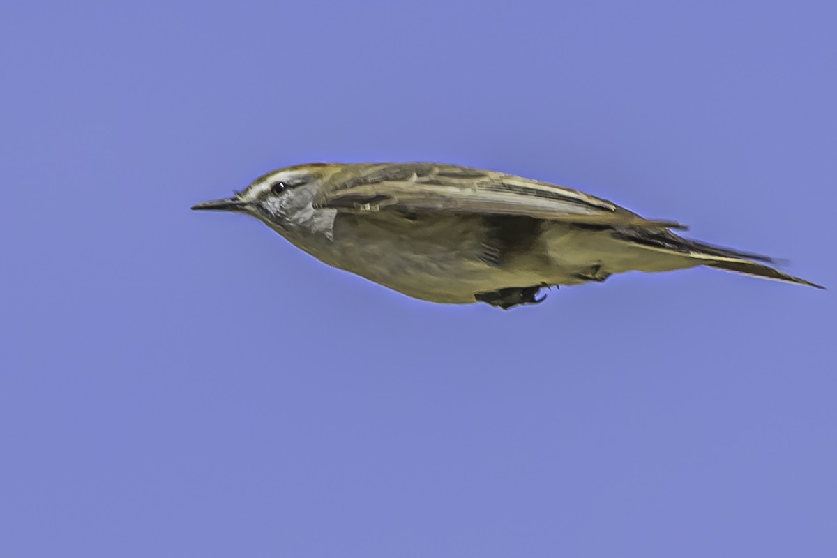 White-browed Ground-Tyrant - ML644117099