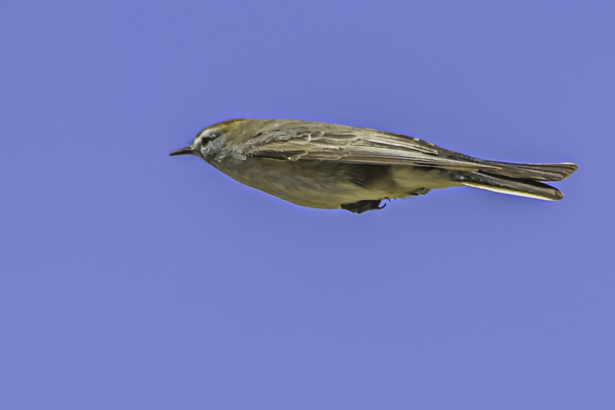 White-browed Ground-Tyrant - ML644117103