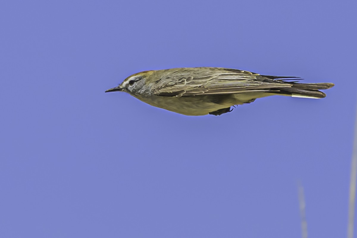 White-browed Ground-Tyrant - ML644117104