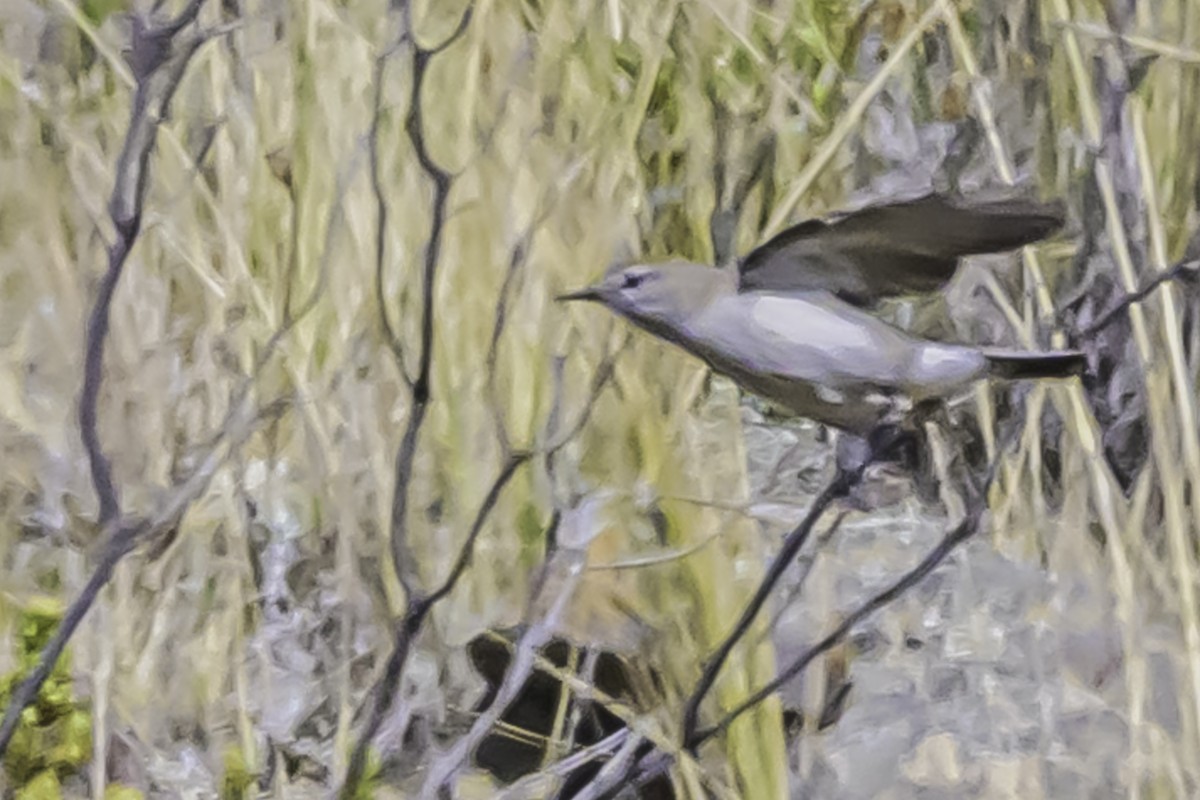 White-browed Ground-Tyrant - ML644117105