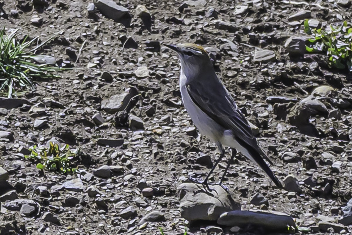 White-browed Ground-Tyrant - ML644117111