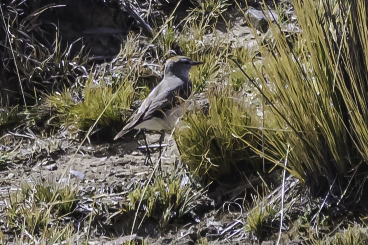 White-browed Ground-Tyrant - ML644117112