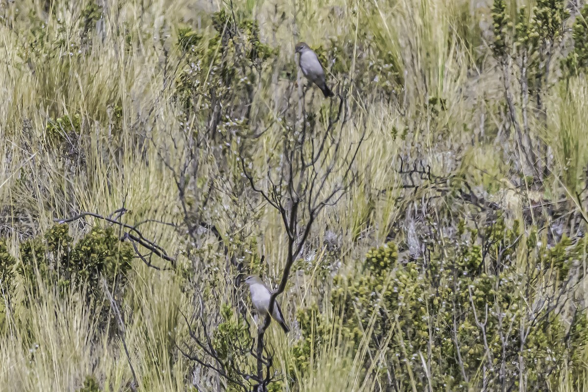 White-browed Ground-Tyrant - ML644117114