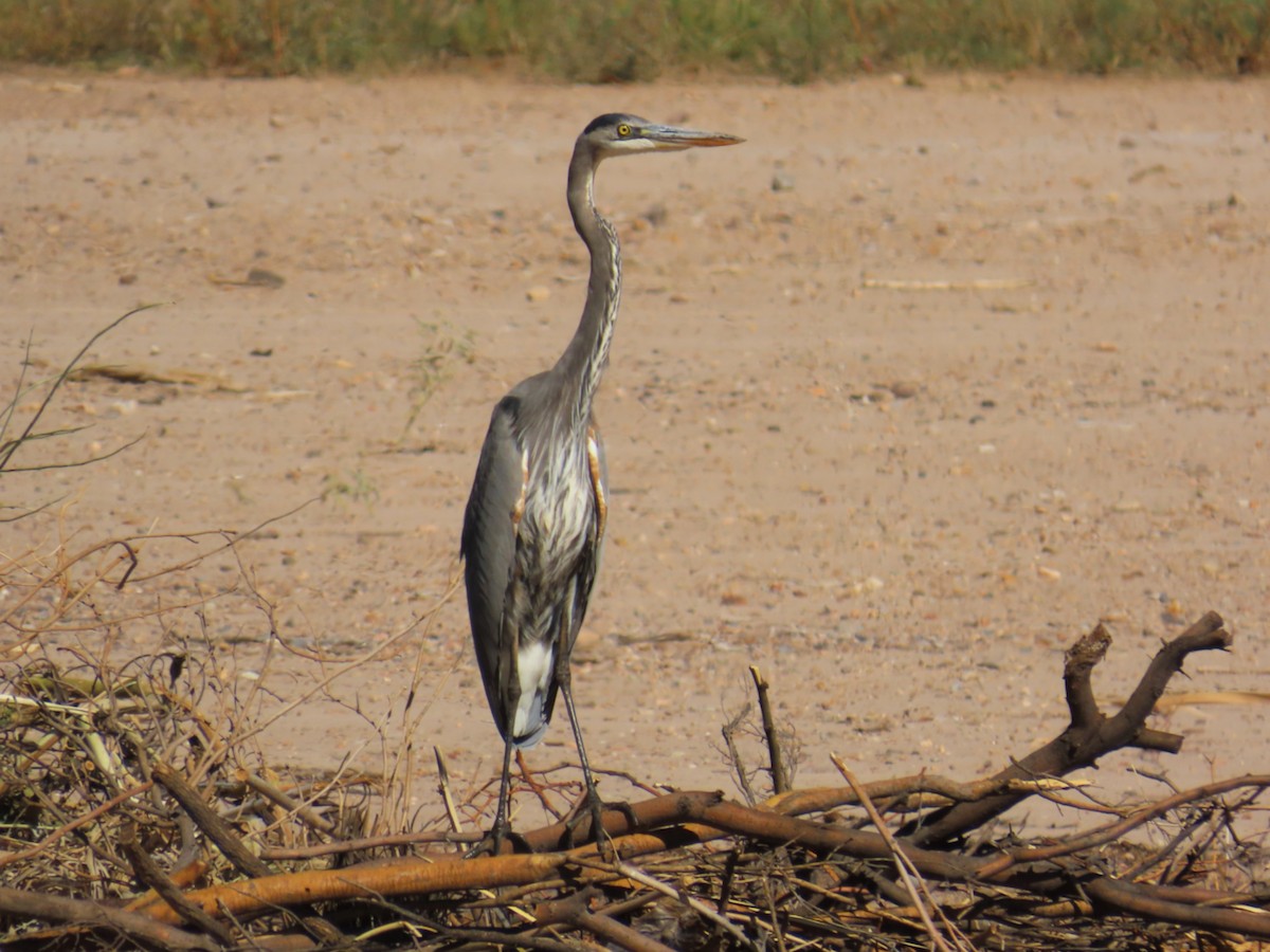 Great Blue Heron - ML644117118