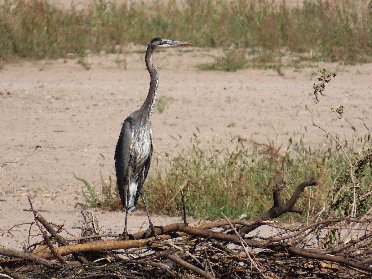 Great Blue Heron - ML644117119
