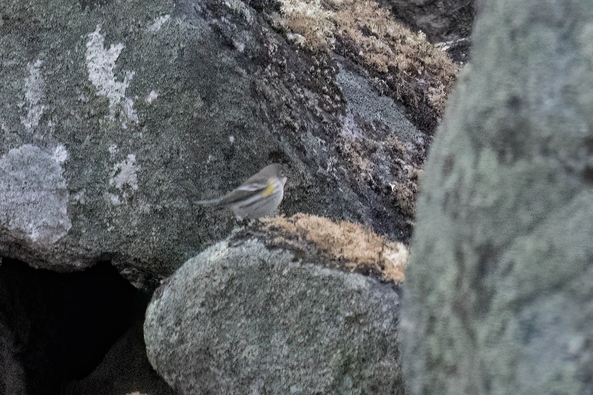 Yellow-rumped Warbler - ML644117120