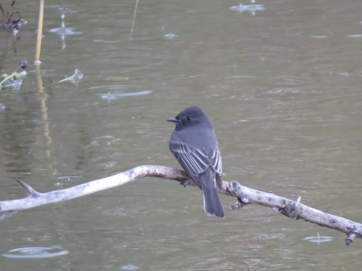 Black Phoebe - ML644117126