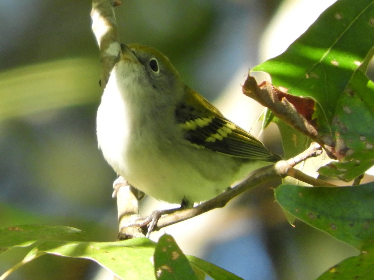 Chestnut-sided Warbler - ML644117129
