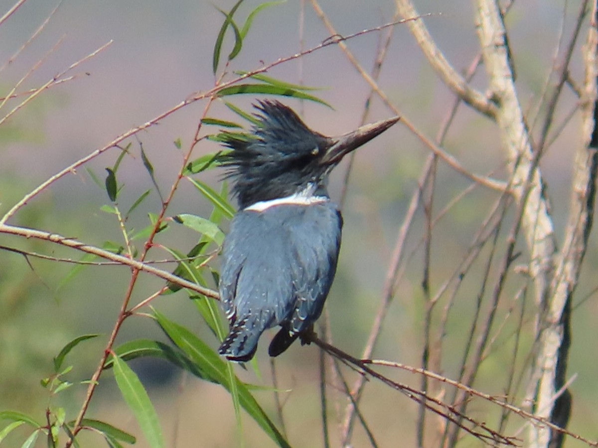 Belted Kingfisher - ML644117137