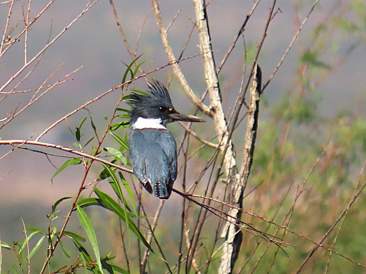 Belted Kingfisher - ML644117138