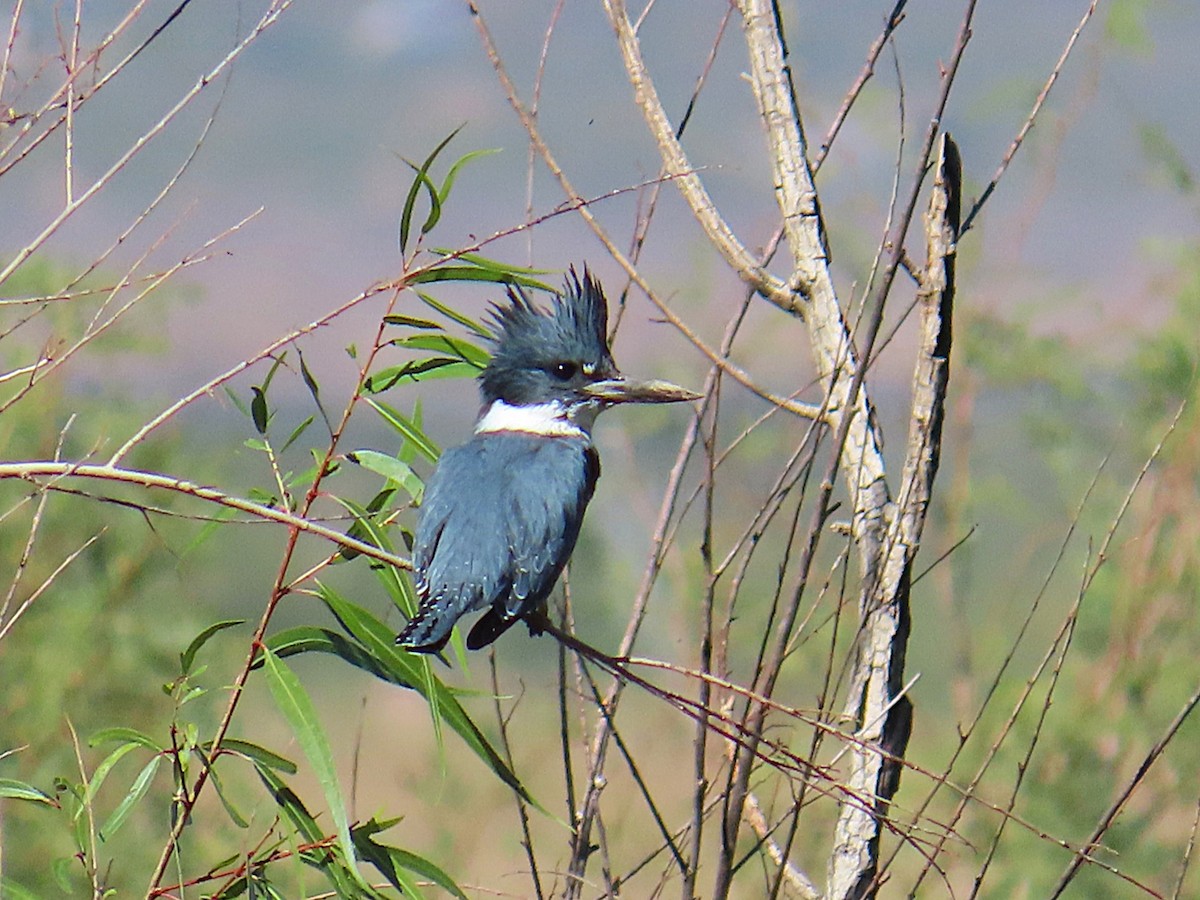 Belted Kingfisher - ML644117139