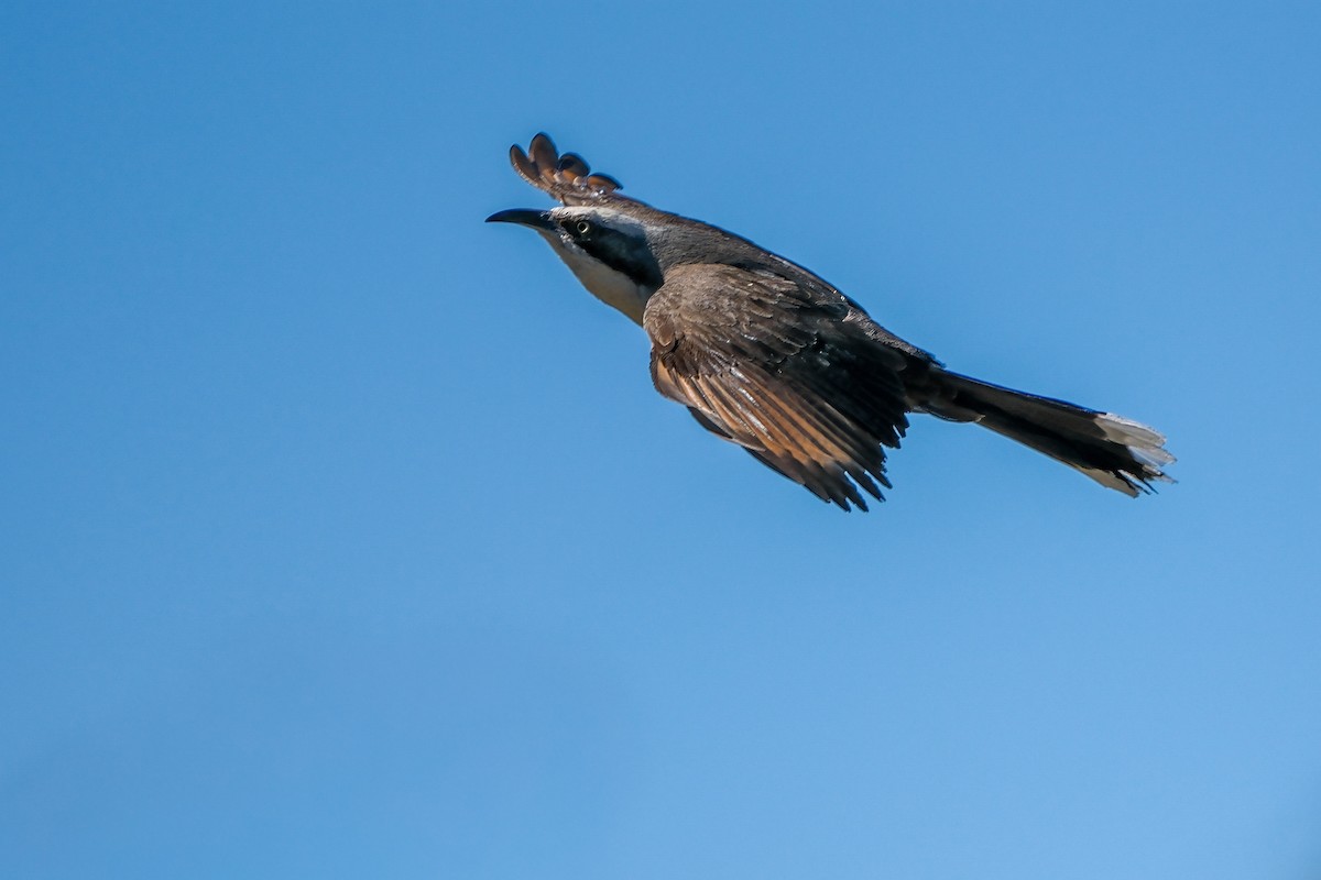 Gray-crowned Babbler - ML644117145