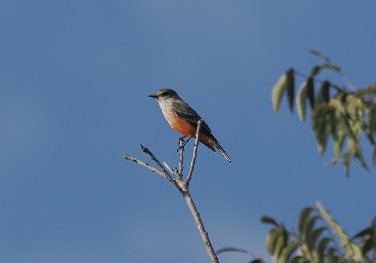 Vermilion Flycatcher - ML644117163