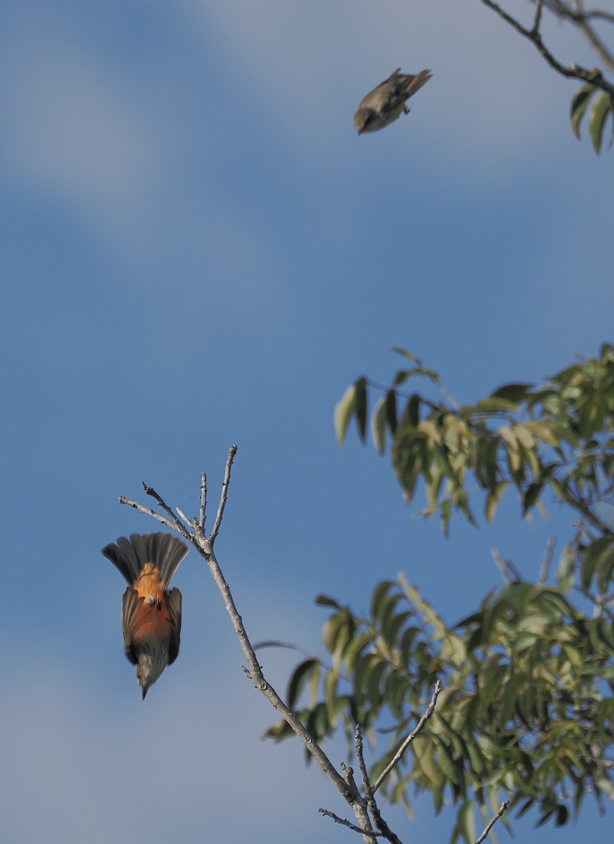 Vermilion Flycatcher - ML644117168