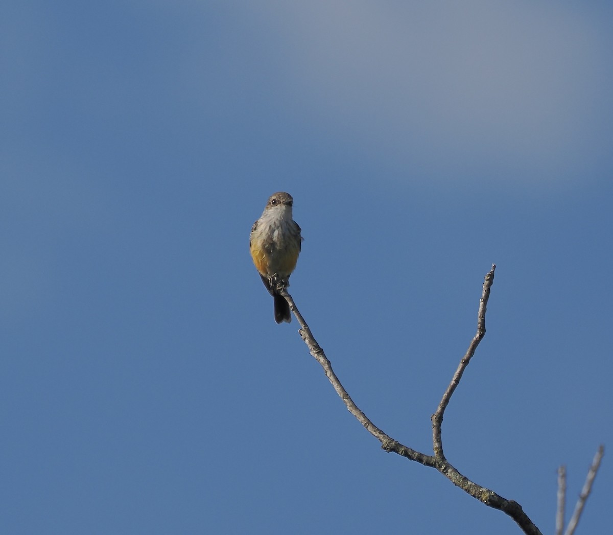 Vermilion Flycatcher - ML644117175