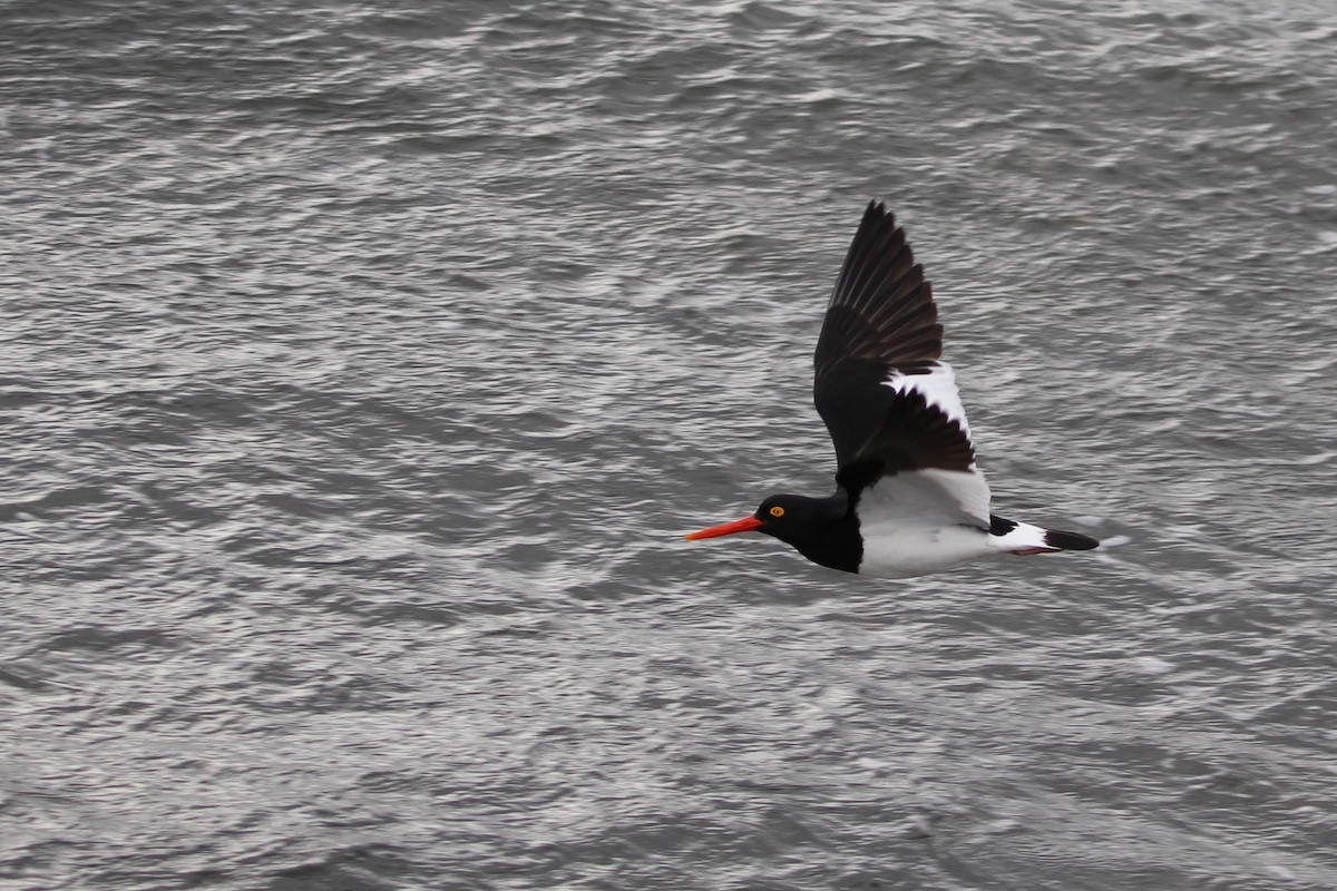 マゼランミヤコドリ - ML644117176