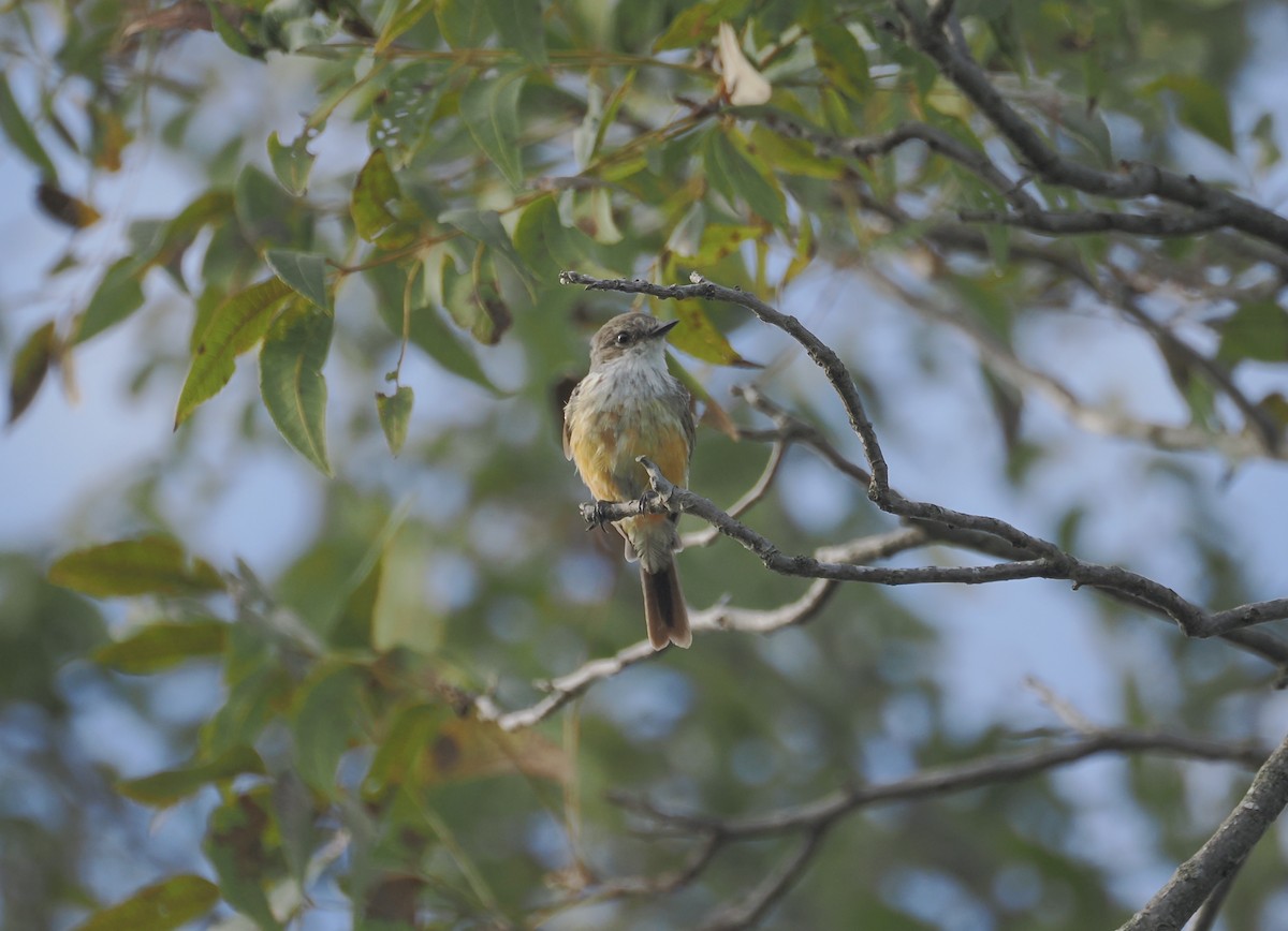 Vermilion Flycatcher - ML644117182
