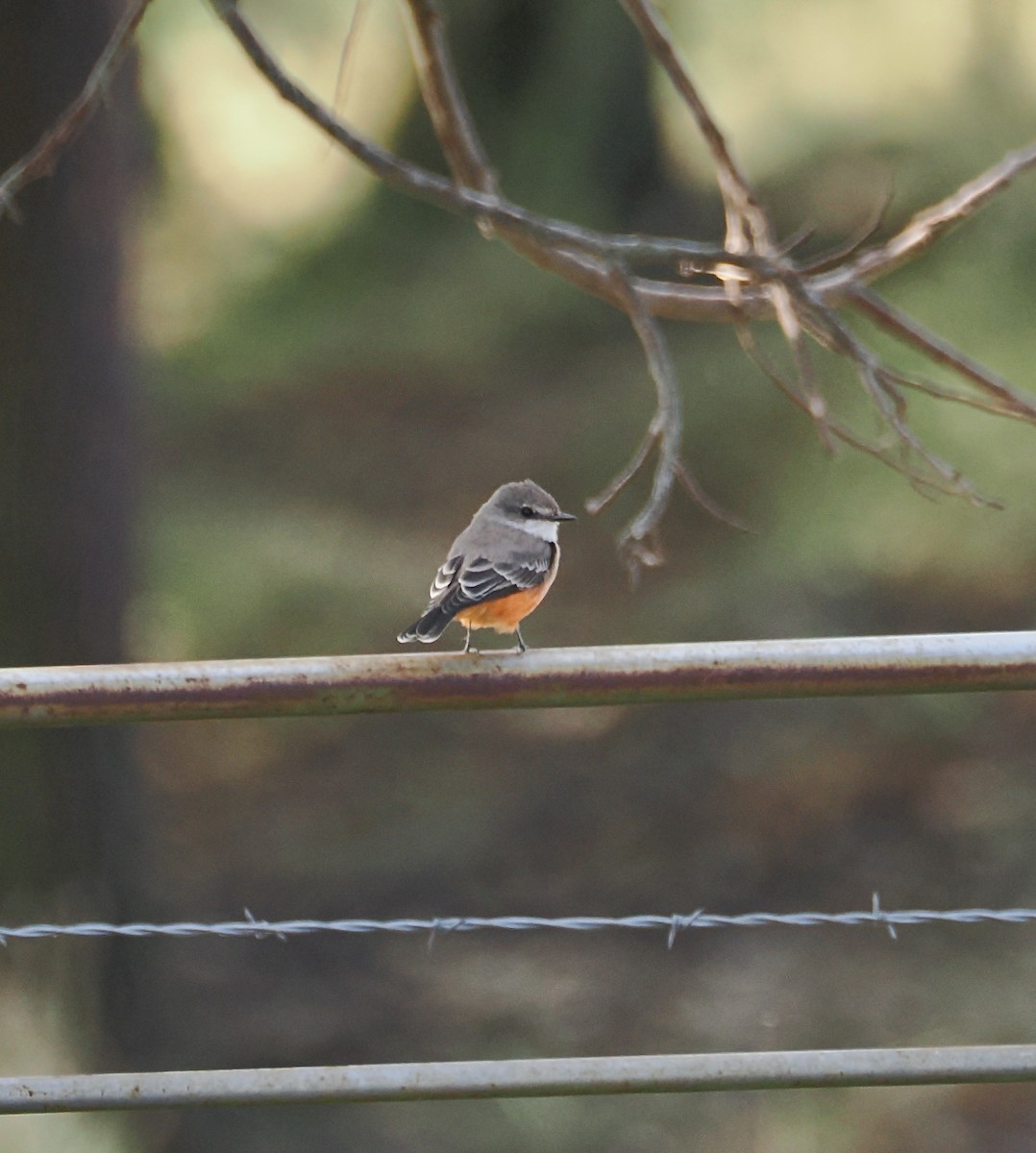 Vermilion Flycatcher - ML644117188
