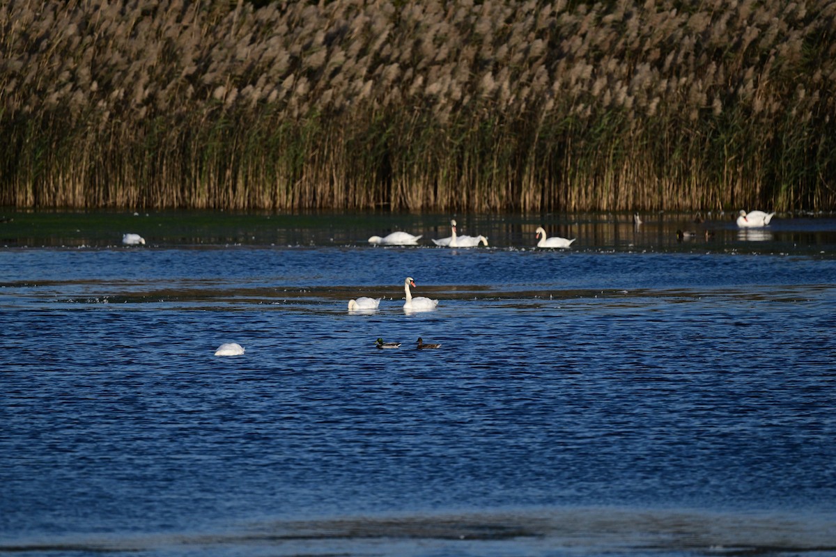 labuť velká - ML644117191