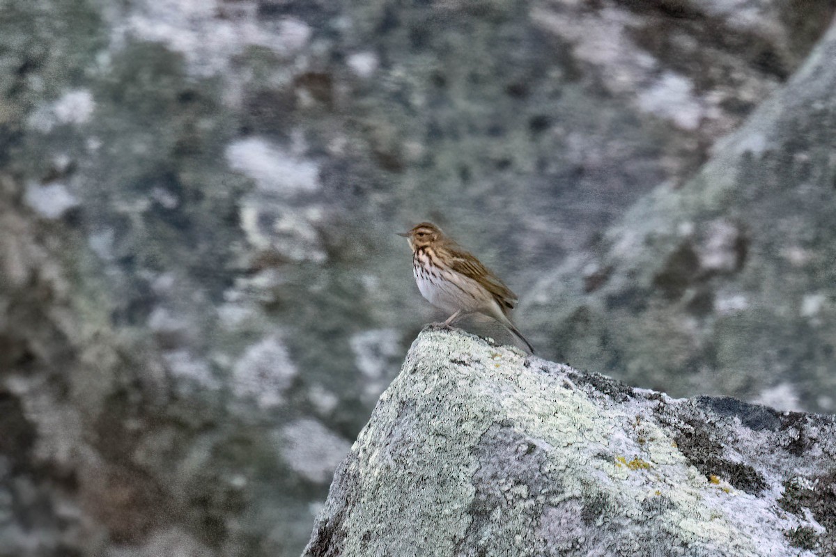 Olive-backed Pipit - ML644117193