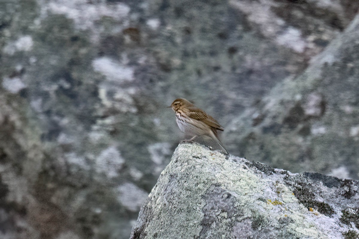 Olive-backed Pipit - ML644117196