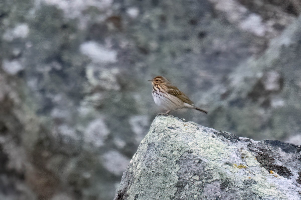 Olive-backed Pipit - ML644117203