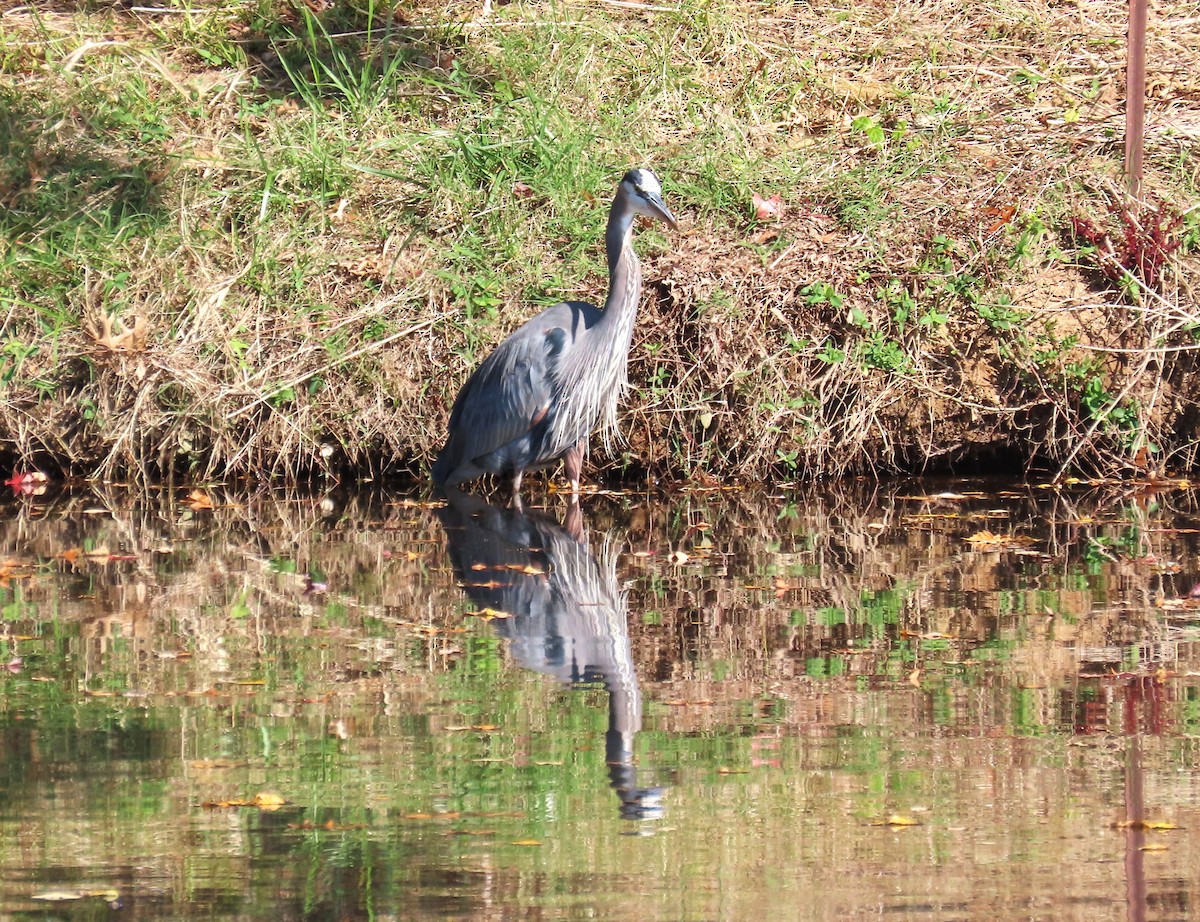 Great Blue Heron - ML644117209
