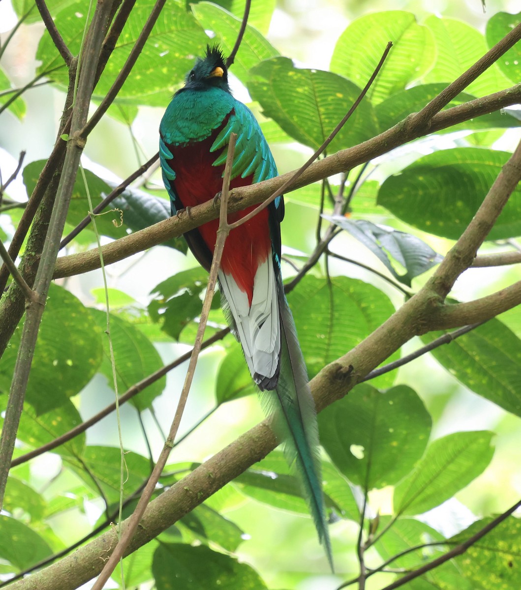 Resplendent Quetzal - ML644117215