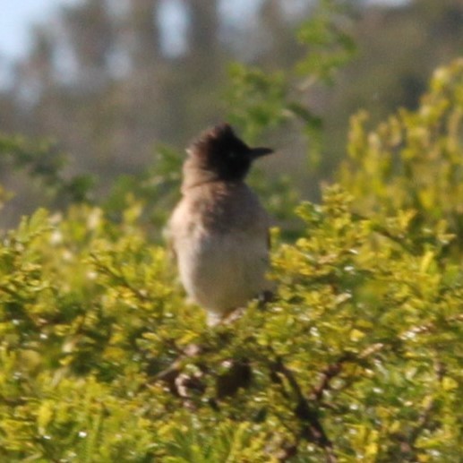 Common Bulbul (Dark-capped) - ML644117234