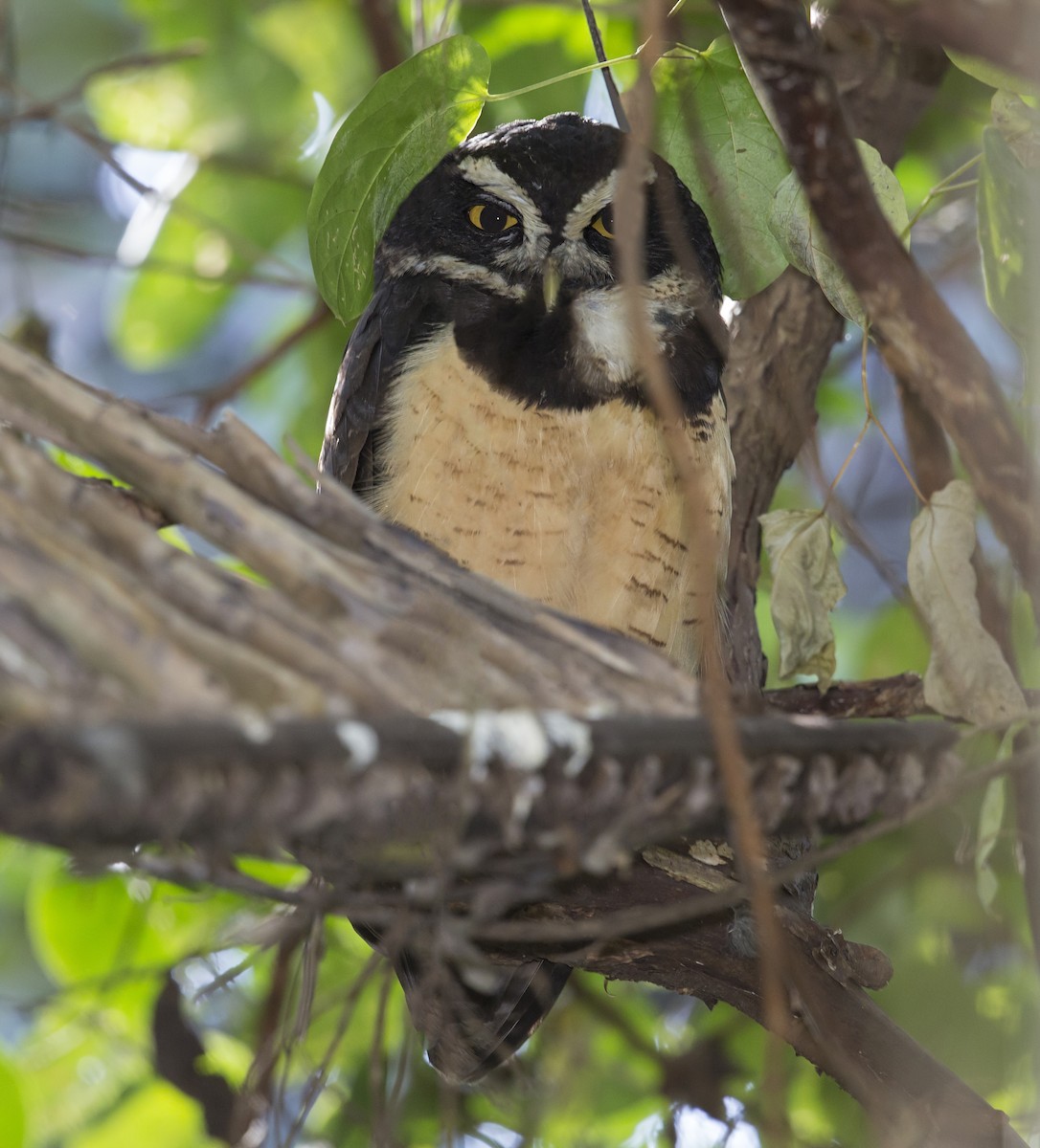 Spectacled Owl - ML644117241