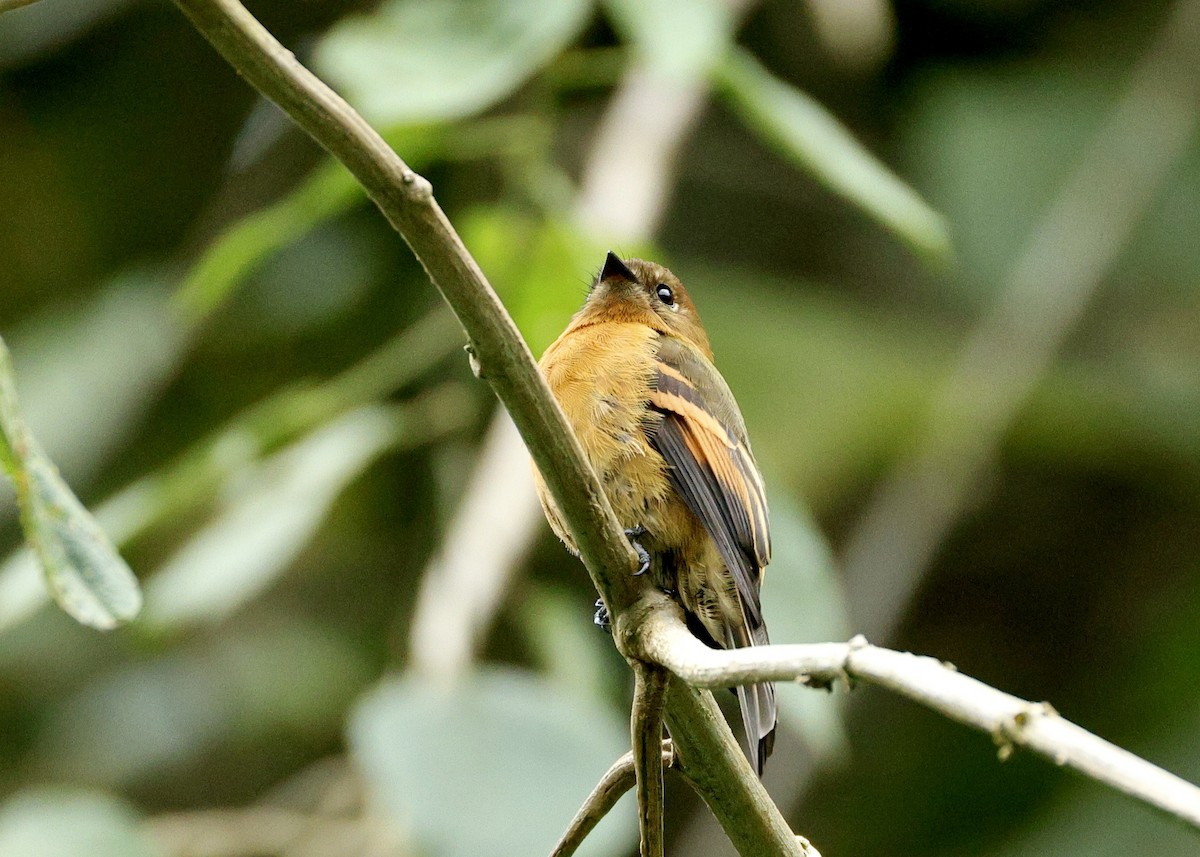 Cinnamon Flycatcher - ML644117242