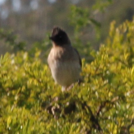 Common Bulbul (Dark-capped) - ML644117249