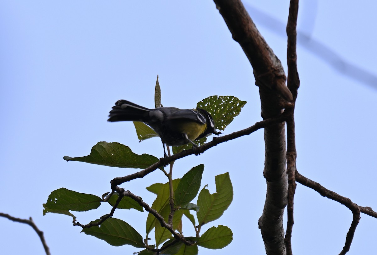 Bergkohlmeise - ML644117254